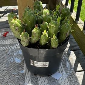 Photo of the plant species Opuntia Gumby by @SuaveReginairis named Mother’s surprise on Greg, the plant care app
