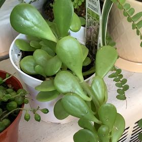 Photo of the plant species Senecio jacobsenii 'Variegata' by @BuddingPothos named Nemo on Greg, the plant care app