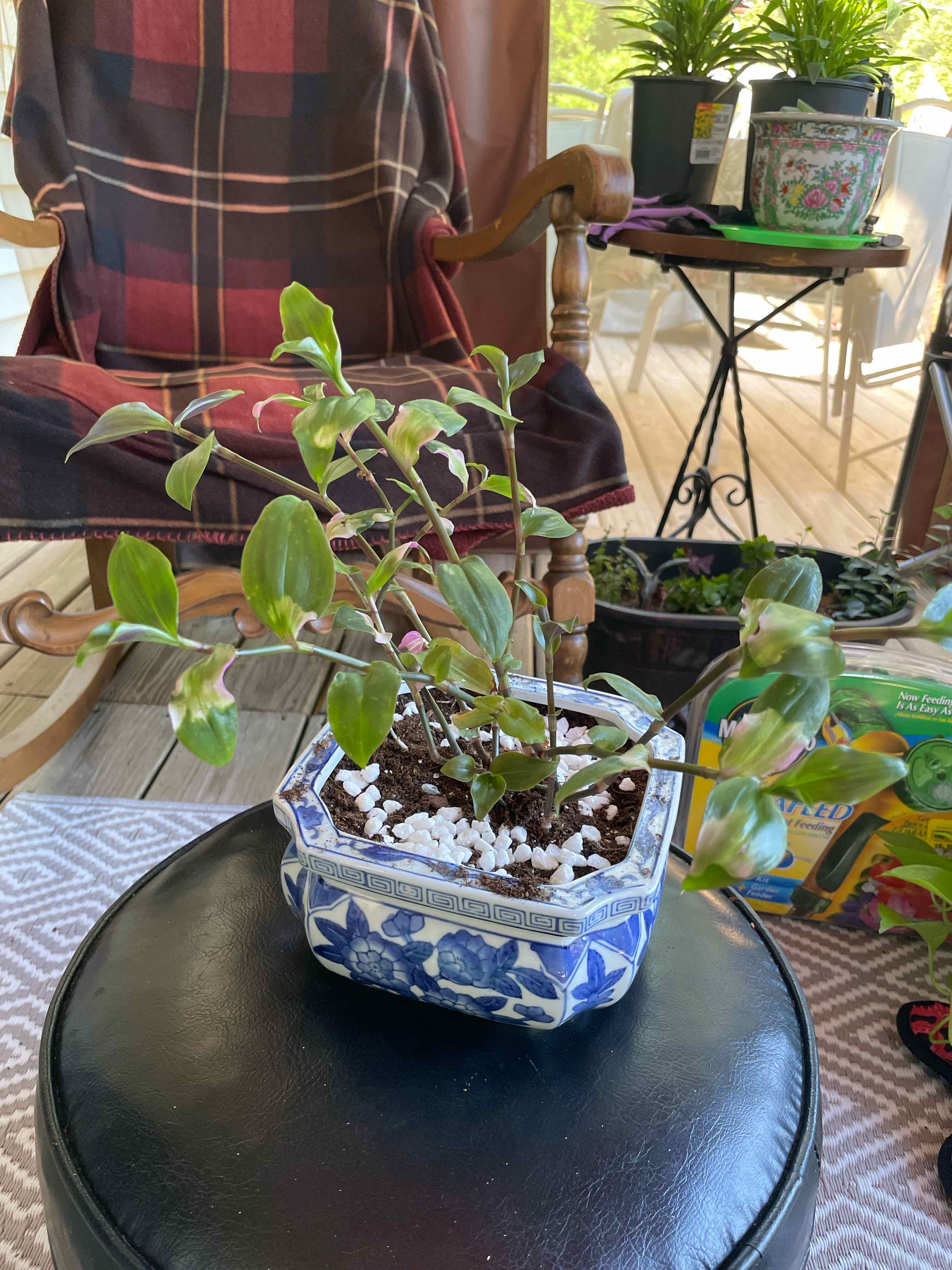 Tradescantia Blushing Bride plant in a decorative pot with some leaf discoloration and curling.