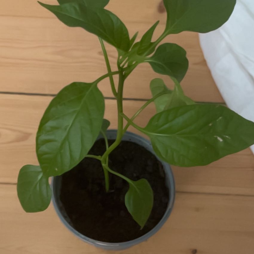 Photo of the plant species Fajita Pepper by @SingularPandan named Harper on Greg, the plant care app