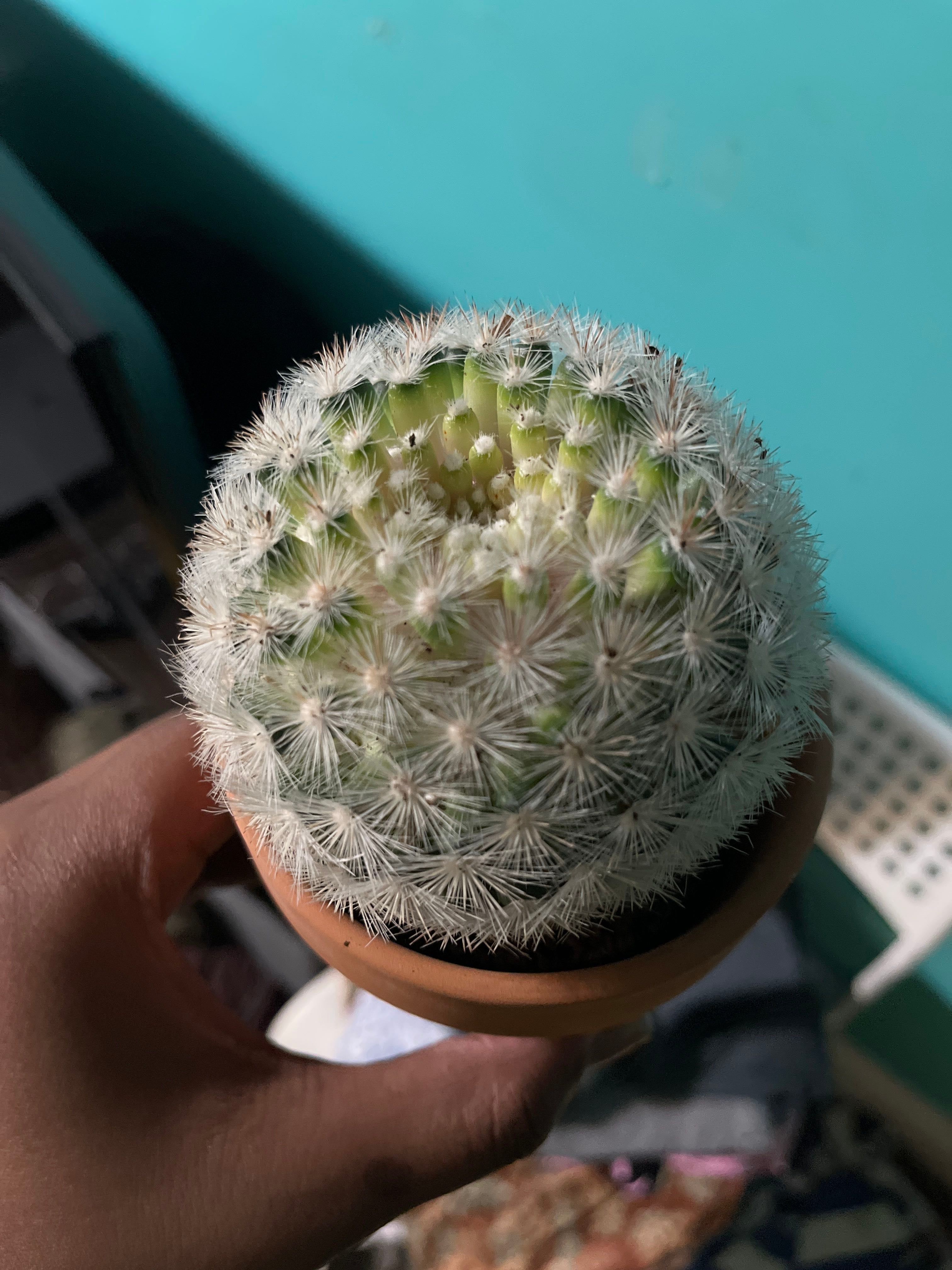 6 Perfect Pot Styles for Rosy Pincushion Cactus 🌵