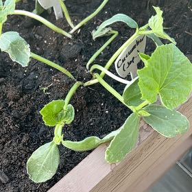 Photo of the plant species Cucumber by @FavoredTawa named Treeyoncé on Greg, the plant care app