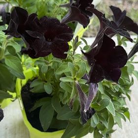Photo of the plant species Phantom Black Petunia by @FreeOzarkmelon named Nyx on Greg, the plant care app
