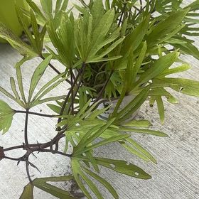Photo of the plant species Ipomoea 'Sweet Caroline Medusa Green' by @FreeOzarkmelon named Medusa on Greg, the plant care app
