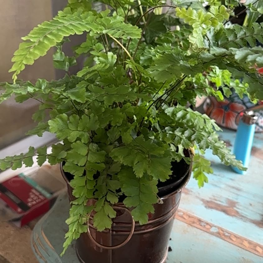 Photo of the plant species Tricolor Fern by @FreeOzarkmelon named Foxxy on Greg, the plant care app