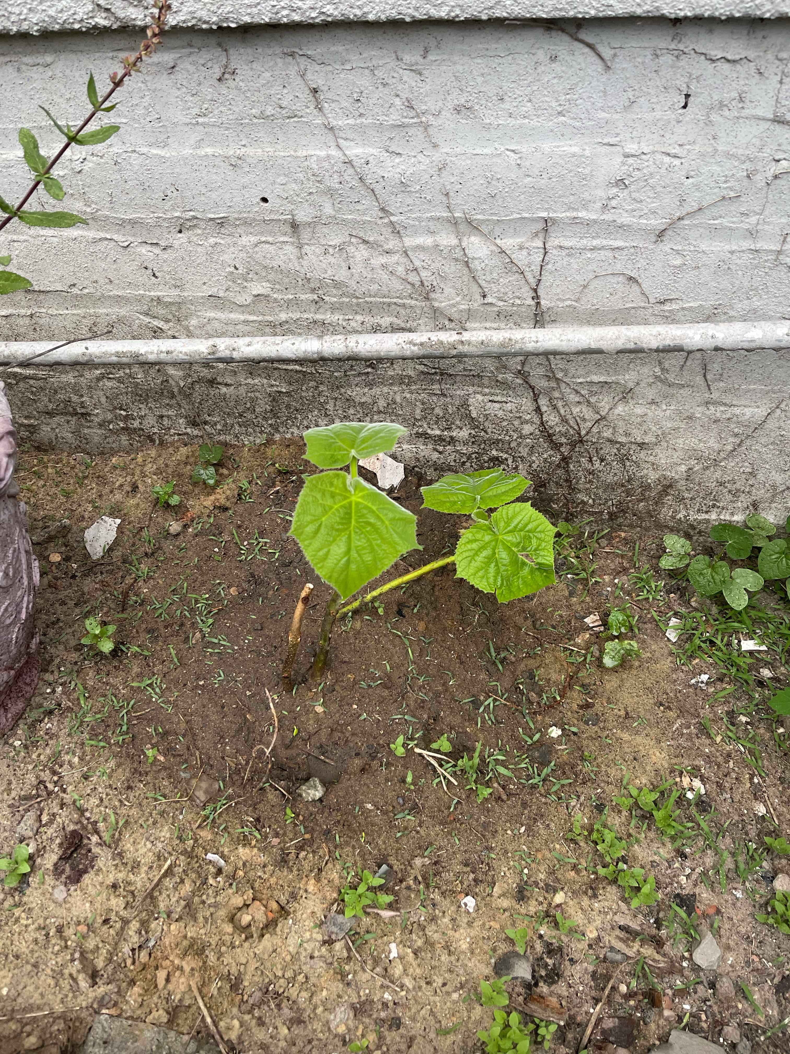 Young Empress Tree planted in soil near a wall with a few large green leaves.