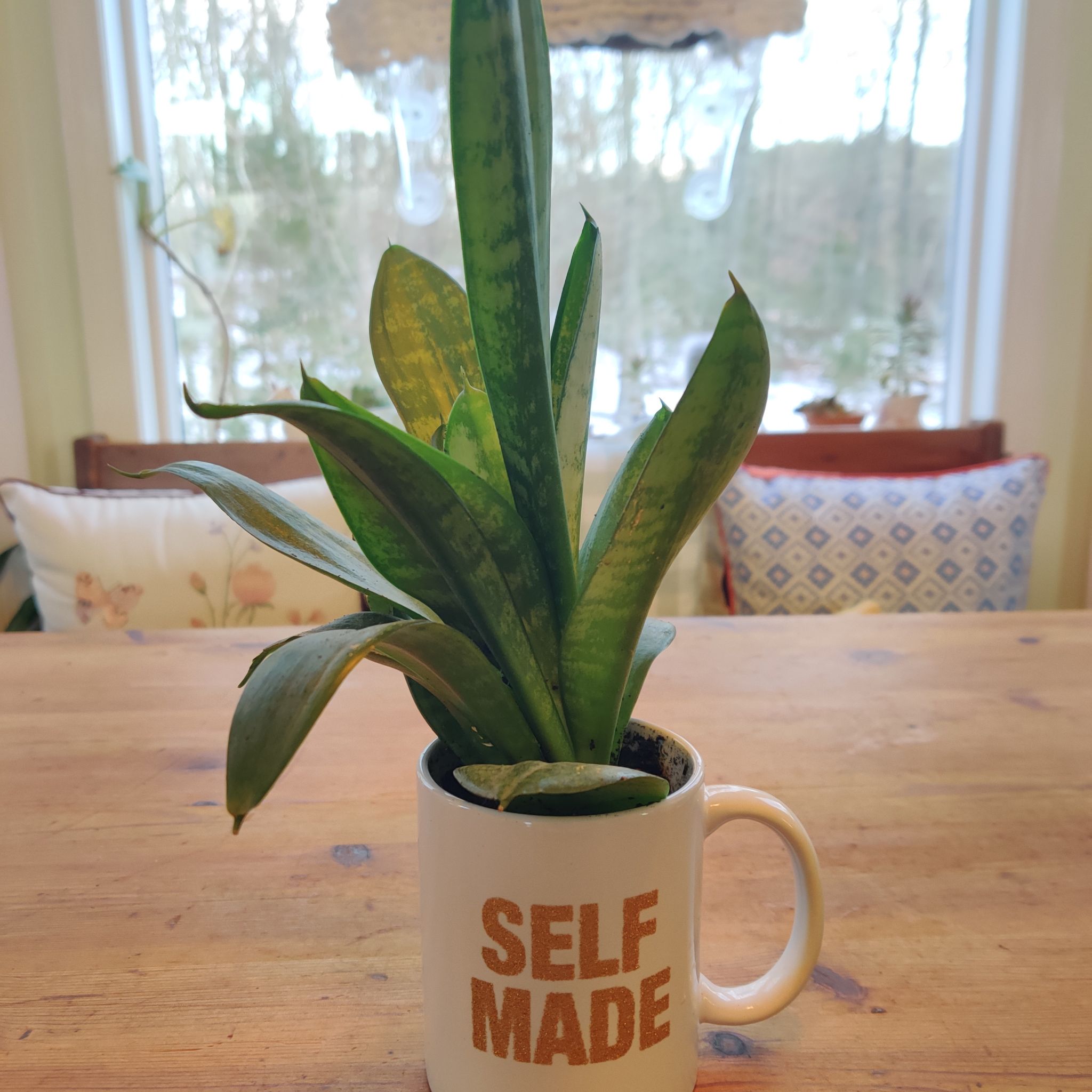 Photo of the plant species Black Robusta Snake Plant by @martiangardens named Robusta on Greg, the plant care app
