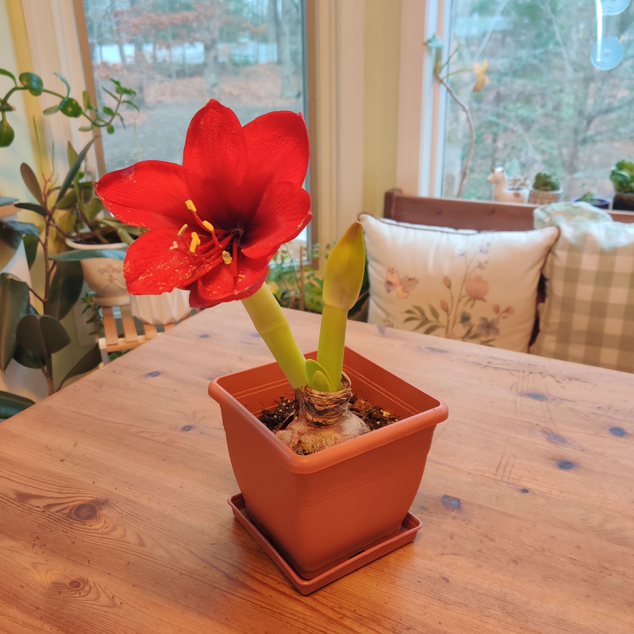 Amaryllis