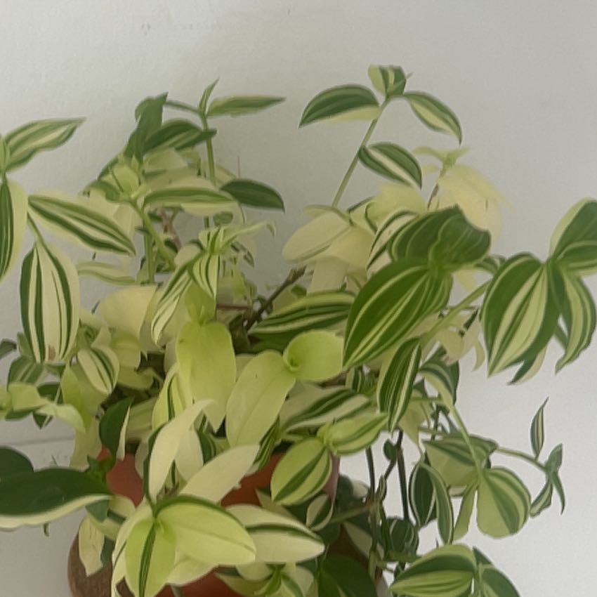 Photo of the plant species green and white tradescantia by @BlissfulPlanty named Darwin on Greg, the plant care app
