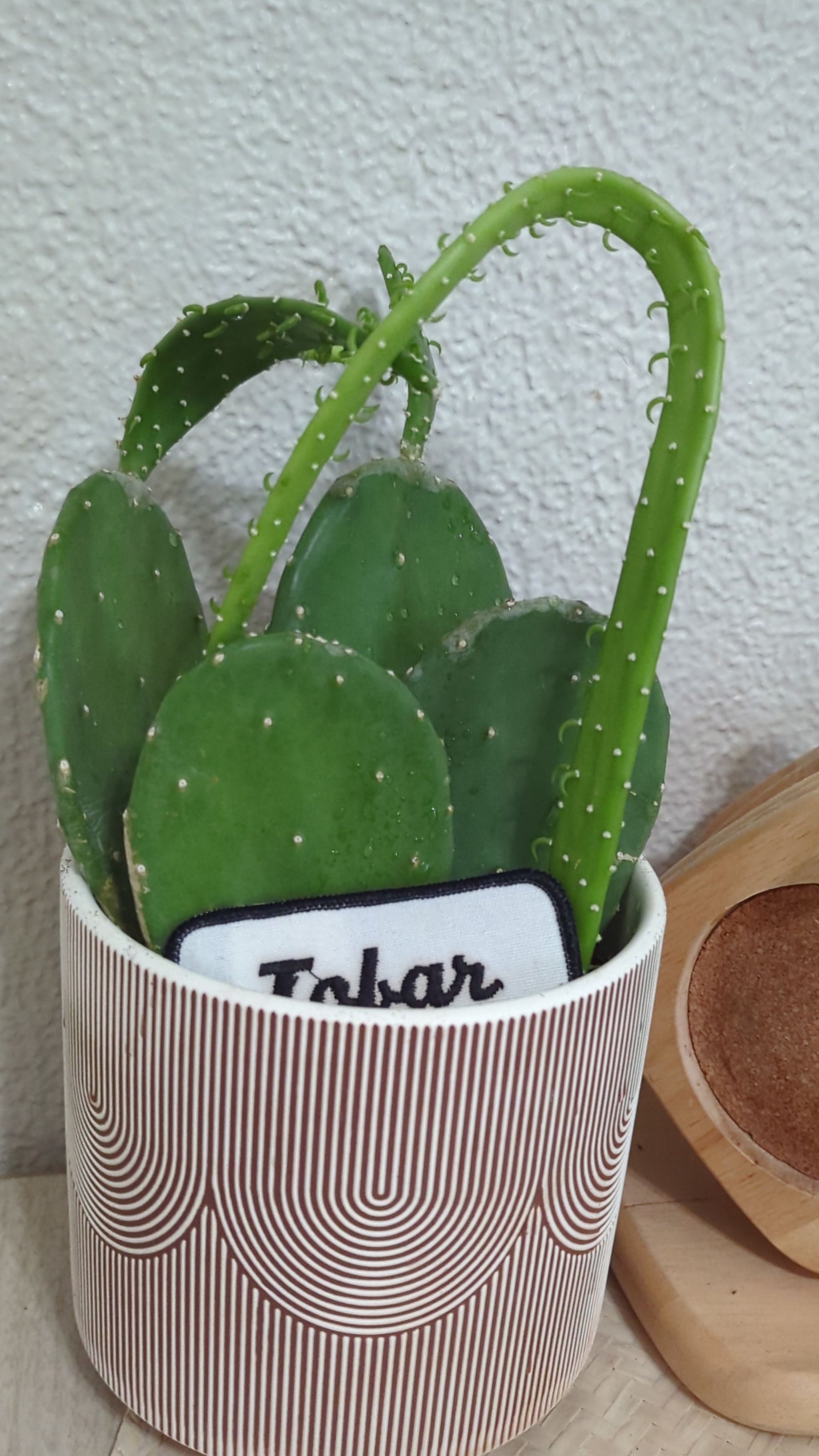 Photo of the plant species Prickly Pear by @KeyMystysalvia named Tobar on Greg, the plant care app