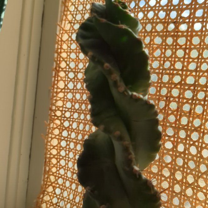 Photo of the plant species Spiralis by @KeyMystysalvia named Bodhi on Greg, the plant care app