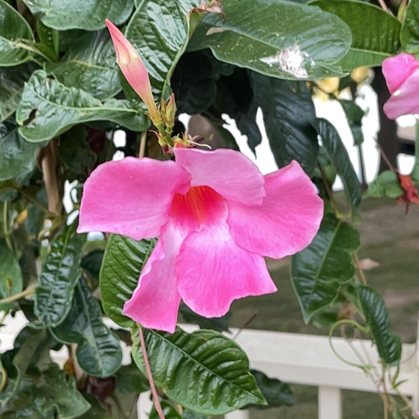 Photo of the plant species Allamanda Blanchetii by @AdonicWildrice named Bigleef Smalls on Greg, the plant care app