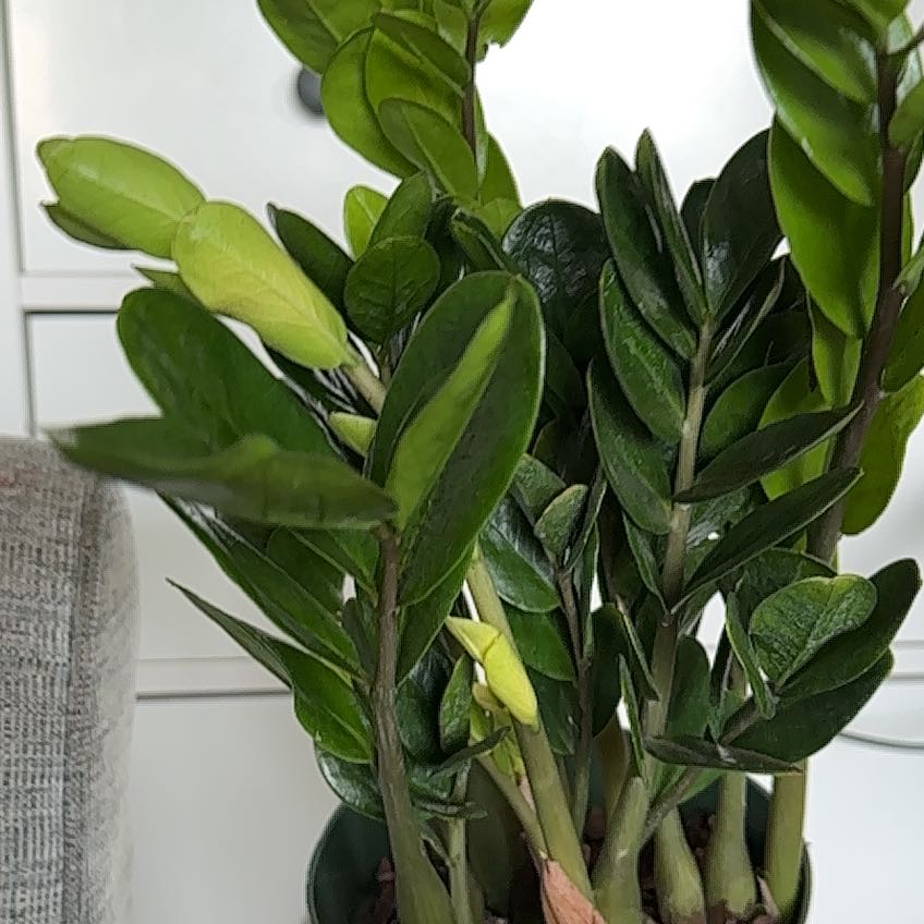 Photo of the plant species Lucky ZZ Plant by @NiceYellowzebra named Homer on Greg, the plant care app