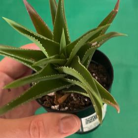 Photo of the plant species Aloe ciliaris by @HeirEverlasting named Khaleesi on Greg, the plant care app