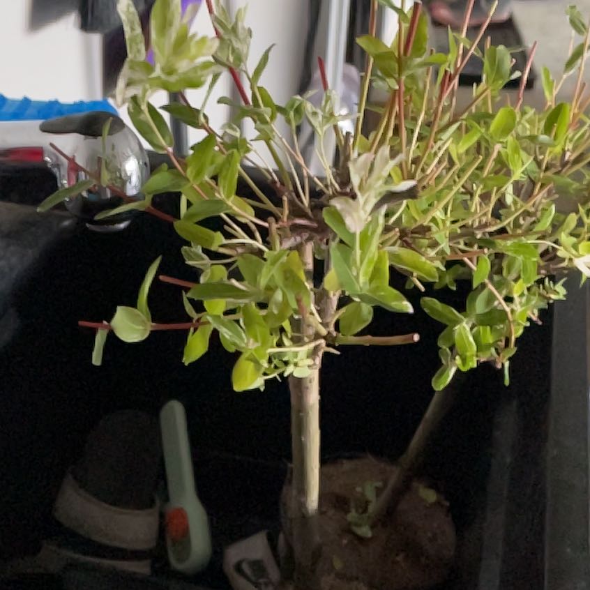 Photo of the plant species Salix Integra Hakuro-Nishiki by @PrimeCowbane named Gaga on Greg, the plant care app