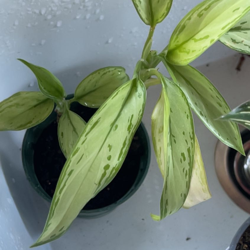 Photo of the plant species Chinese Evergreen by @DollAgboy named Rosa on Greg, the plant care app