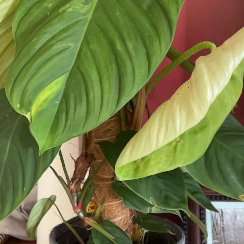 Photo of the plant species Philodendron nangaritense by @DollAgboy named Miley on Greg, the plant care app