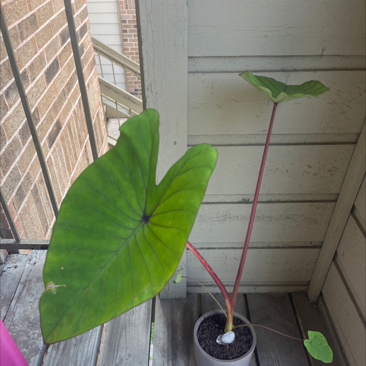 Photo of the plant species Blue Hawaii Elephant Ear by @JazzyQueenpalm named Einstein on Greg, the plant care app