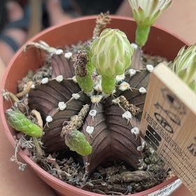 Photo of the plant species Variegated Moon Cactus by @TutorRexbegonia named Artemis on Greg, the plant care app