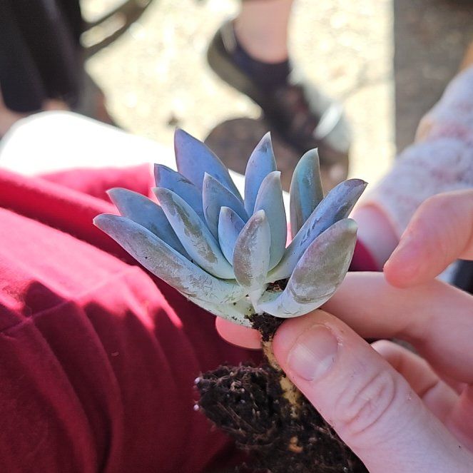 Photo of the plant species Moonsilver Succulent by @TidyRibbonbush named Maya on Greg, the plant care app