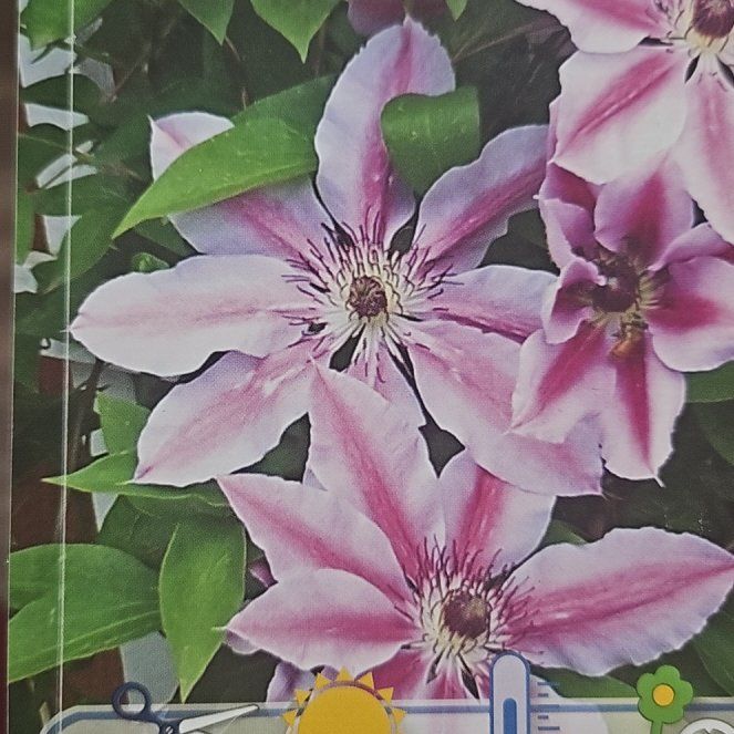 Photo of the plant species Nelly Moser Clematis by @TidyRibbonbush named Clem on Greg, the plant care app