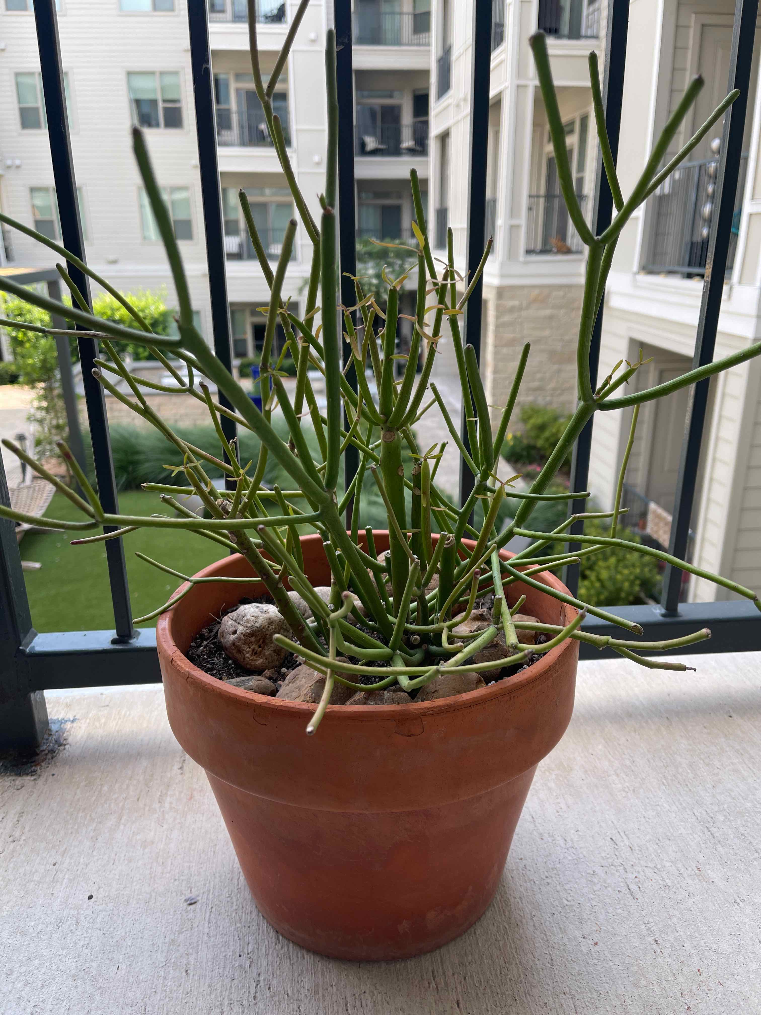 Pencil Cactus (Euphorbia tirucalli) in a terracotta pot on a balcony.