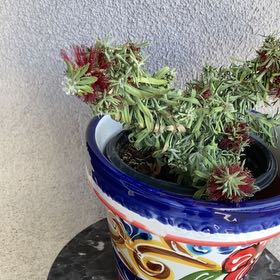 Photo of the plant species Callistemon viminalis by @ShowySwedishivy named Kendall on Greg, the plant care app