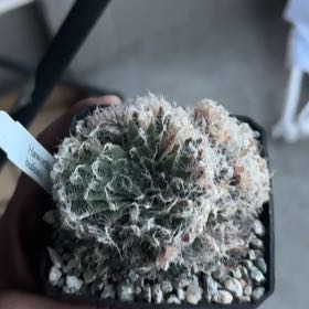 Photo of the plant species Haworthia bolusii by @DeftHogsfennel named Delilah on Greg, the plant care app
