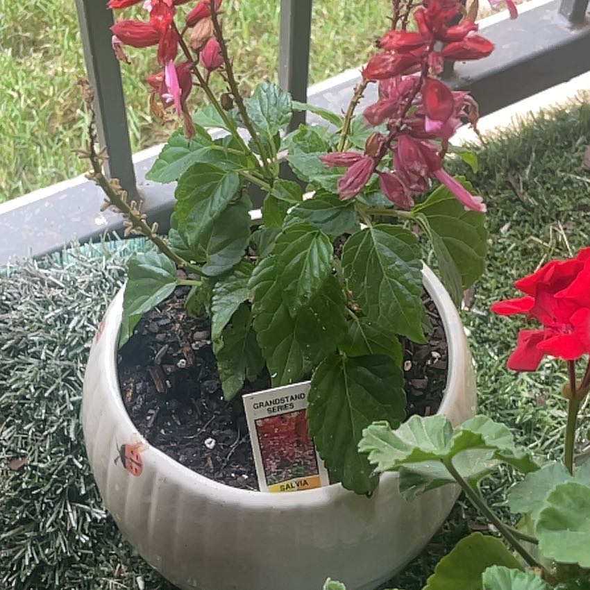 Photo of the plant species Scarlet Sage by @bunnysoasis named silvia on Greg, the plant care app