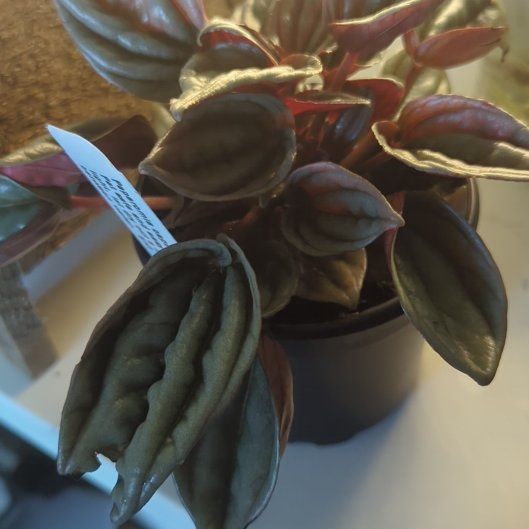 Photo of the plant species Mendoza by @BeamingFanpalm named Achilles on Greg, the plant care app