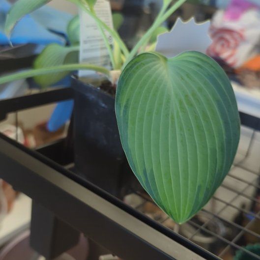 Photo of the plant species Plantain Lily by @BeamingFanpalm named Kardashian on Greg, the plant care app