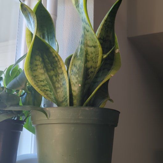 Photo of the plant species Sansevieria Twisted Sister by @BeamingFanpalm named Nickelback on Greg, the plant care app