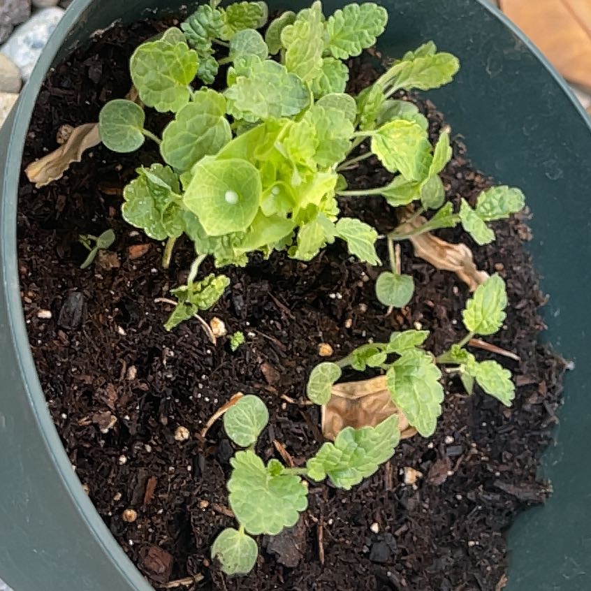 Photo of the plant species Moluccella Laevis by @RichlyLilacsage named Tolkien on Greg, the plant care app