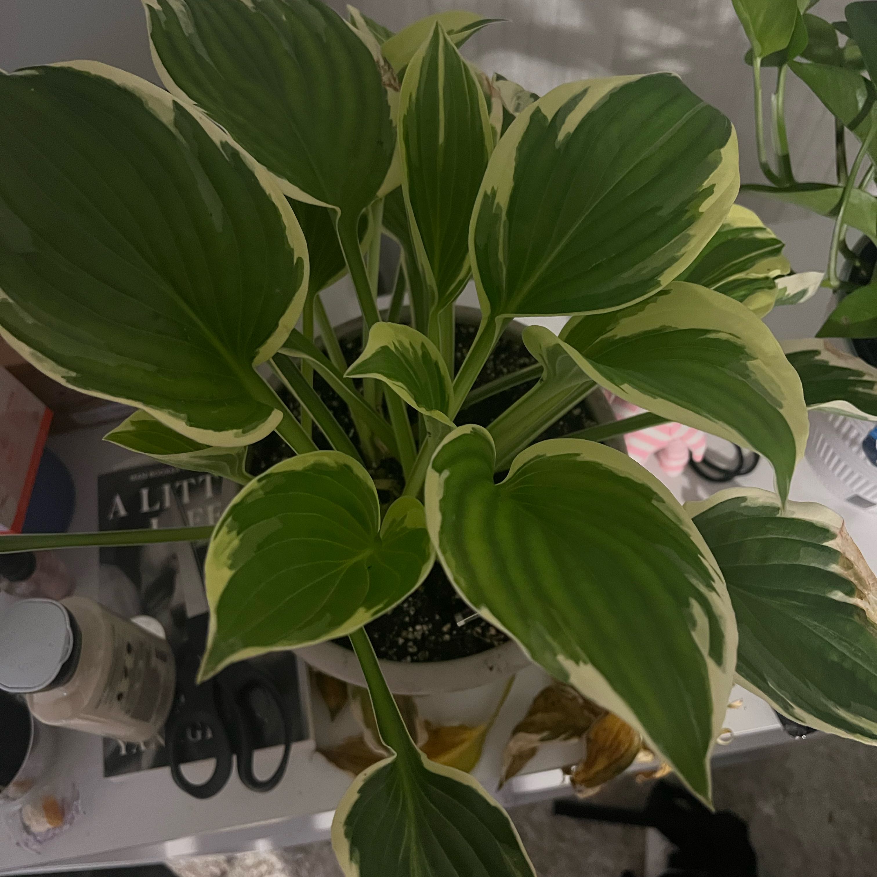 Photo of the plant species Minuteman Hosta by @ToughManchineel named Emerson on Greg, the plant care app