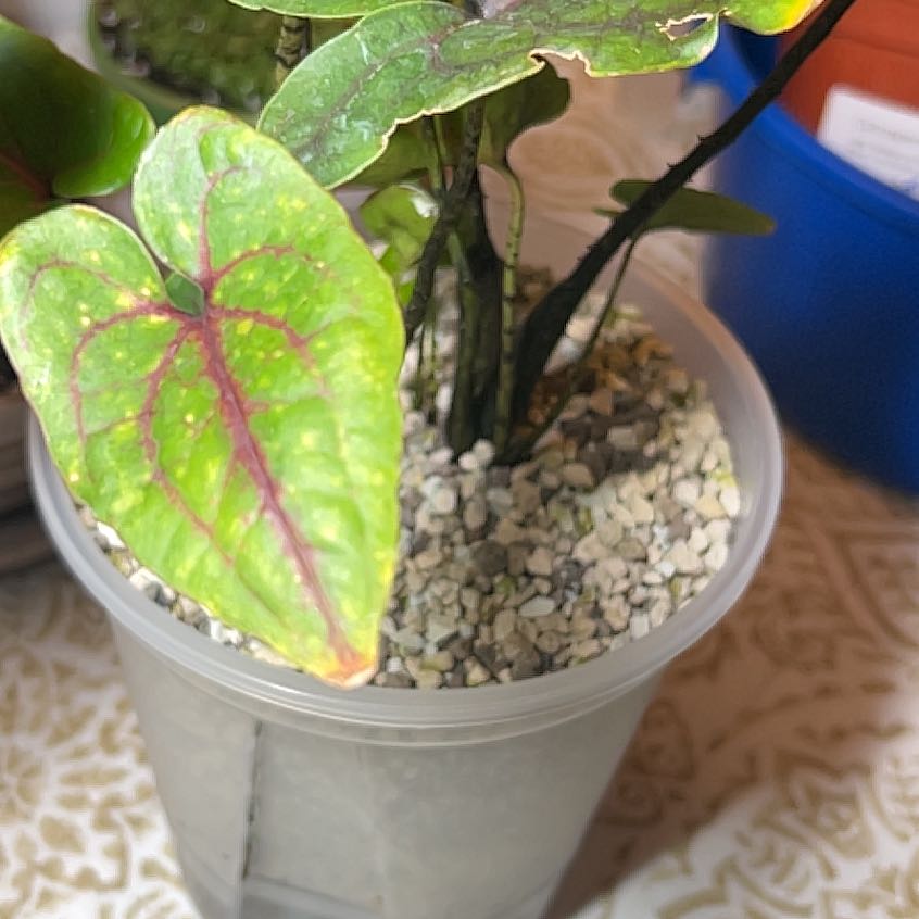 Photo of the plant species Spiny Taro by @PlantHaus named ‘Alocasia Black Jack’ Cytrosperma Johnstonii on Greg, the plant care app
