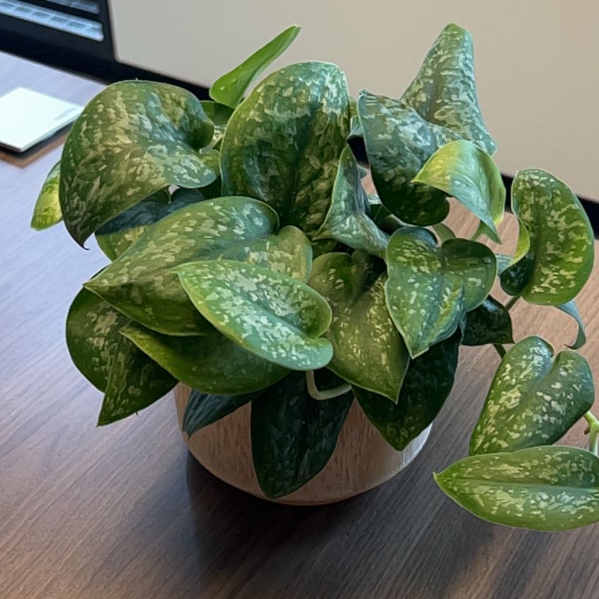 Photo of the plant species Scindapsus pictus 'Silver Splash' by @PlantHaus named Aria on Greg, the plant care app