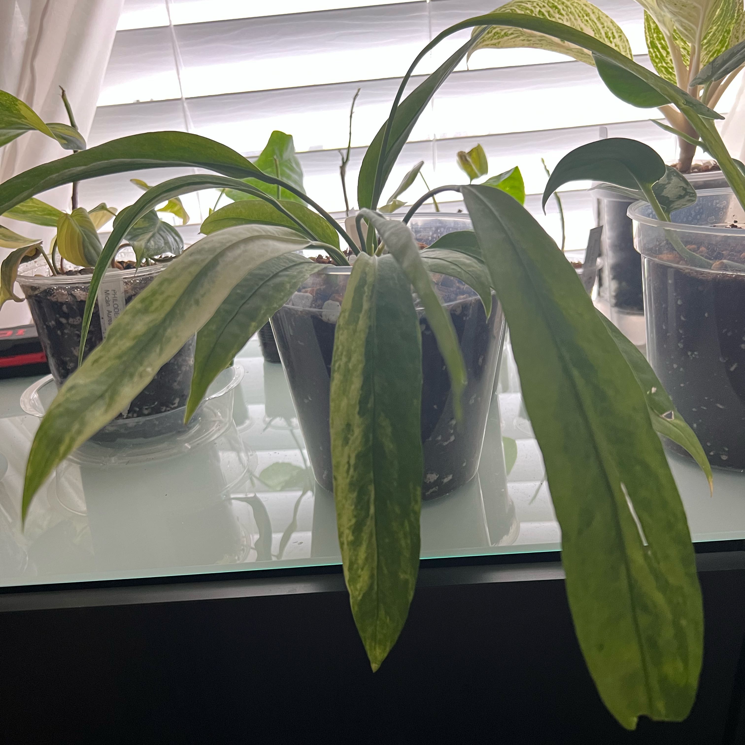 Photo of the plant species Anthurium Vittariifolium Variegated by @PlantHaus named Orwell on Greg, the plant care app