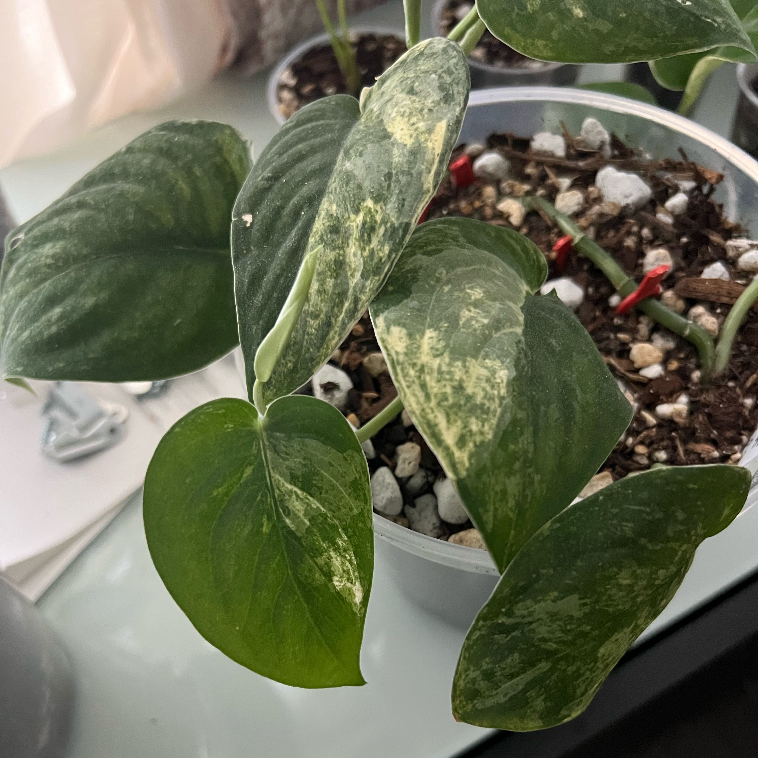 Photo of the plant species Scindapsus pictus ‘Mangurai’ by @PlantHaus named Scindapsus ’Mangurai’ Variegated on Greg, the plant care app