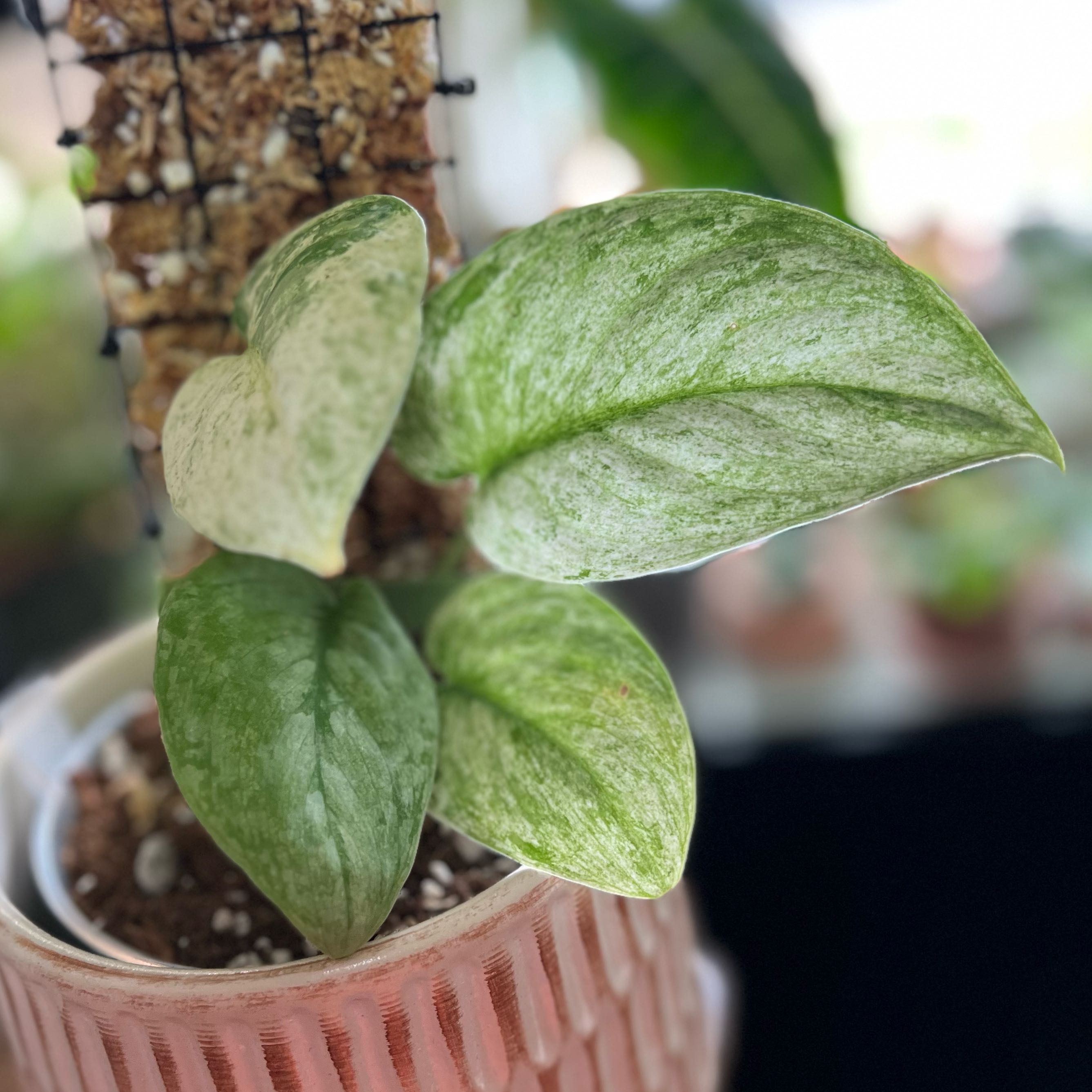 Photo of the plant species Scindapsus ‘Silver Cloud’ by @PlantHaus named Silver Cloud Dark Form on Greg, the plant care app