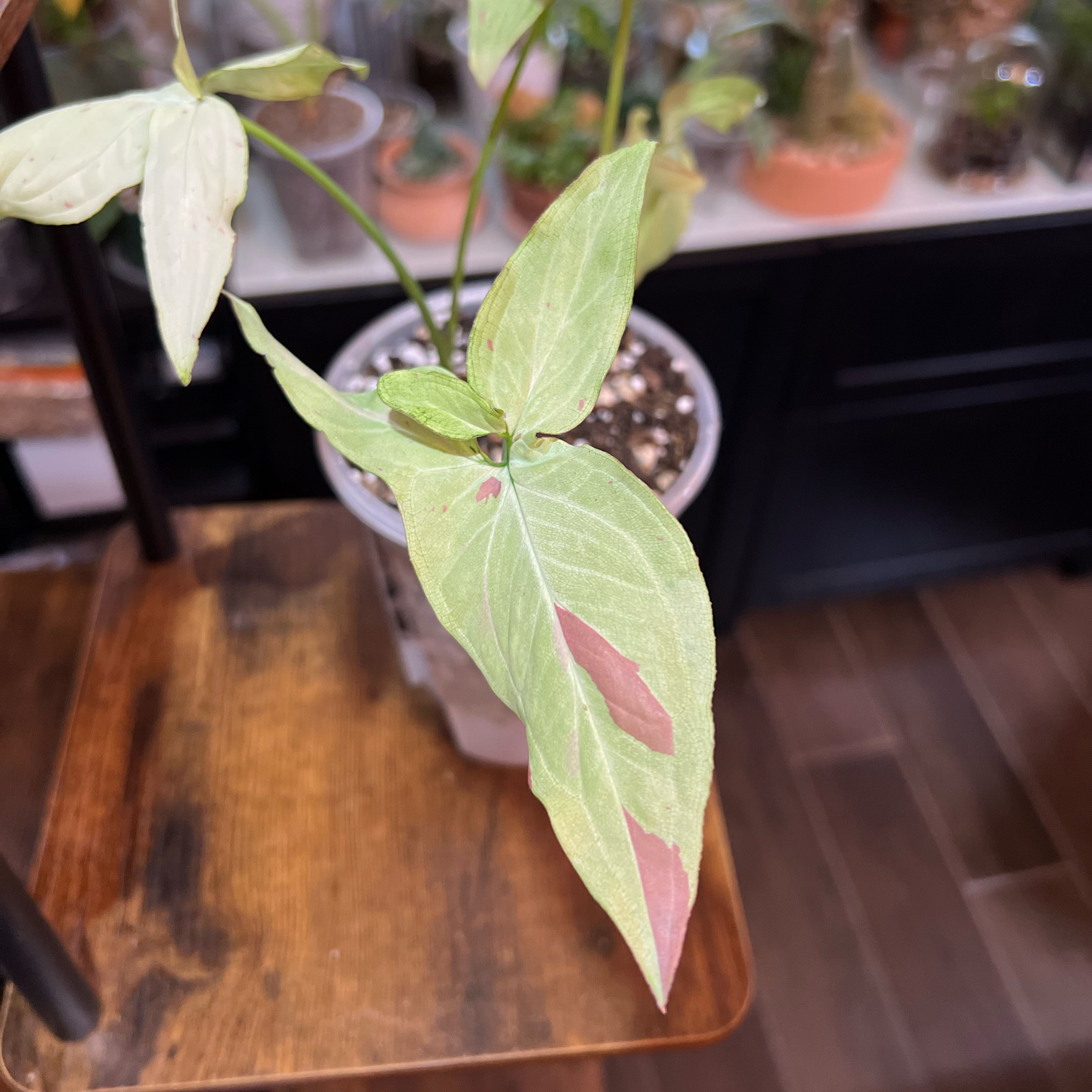 Photo of the plant species Syngonium 'Pink Salmon' by @PlantHaus named Luna on Greg, the plant care app