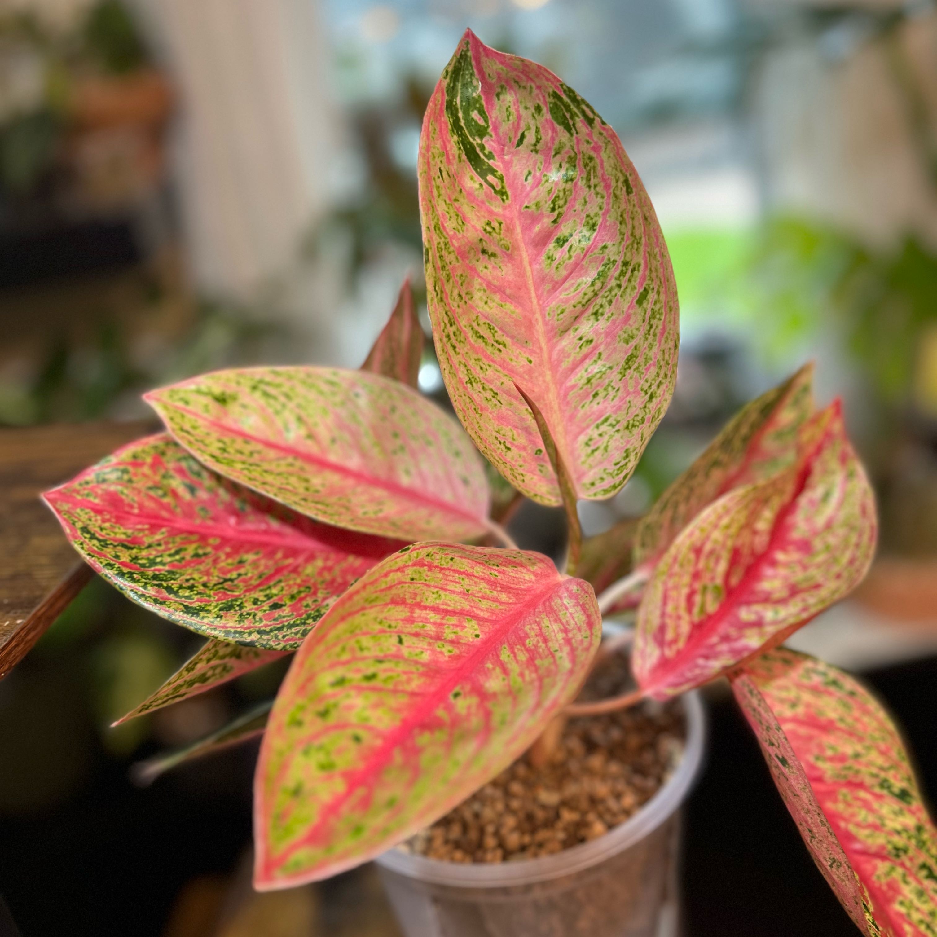 Photo of the plant species Aglaonema 'Red Legacy' by @PlantHaus named Shakira on Greg, the plant care app