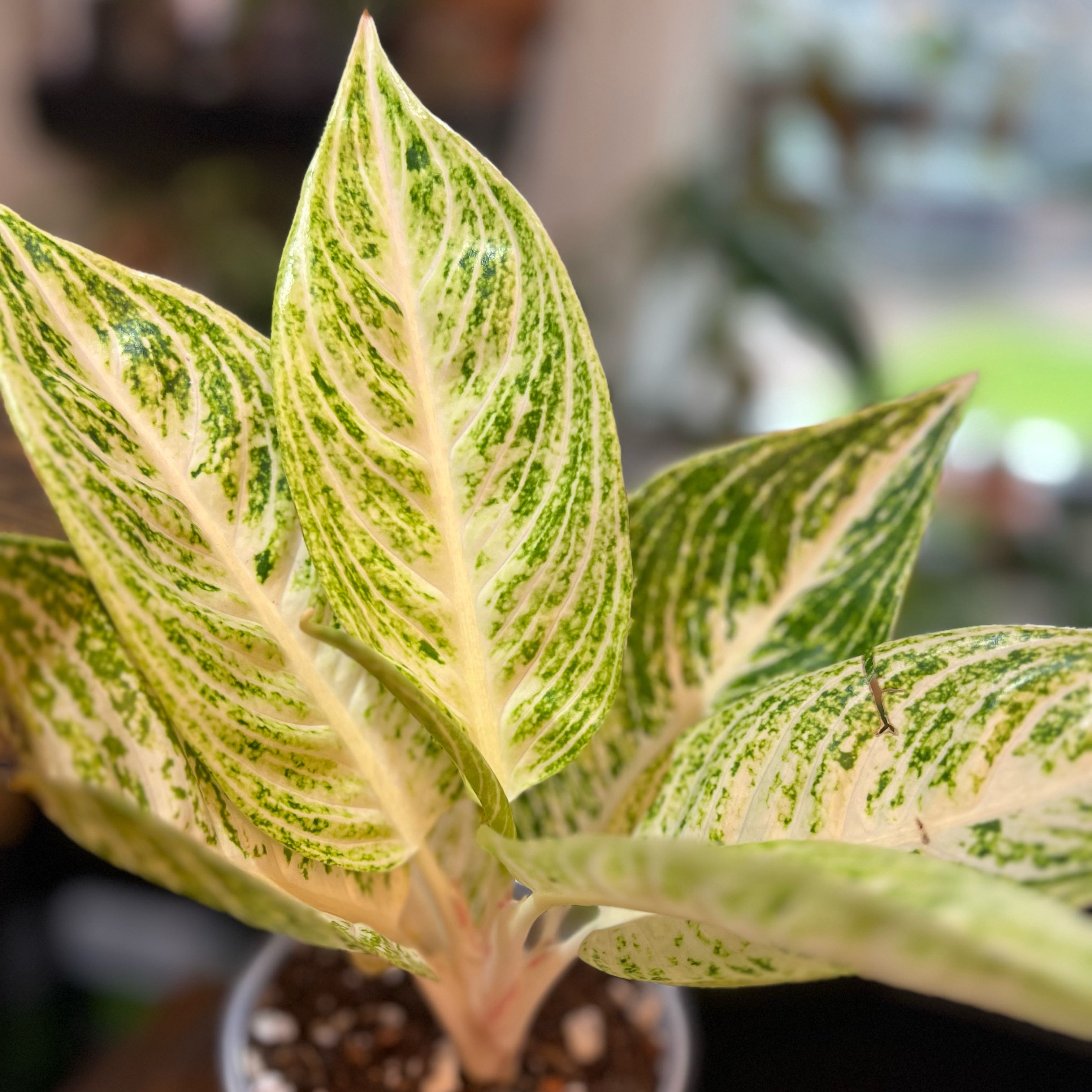Photo of the plant species Aglaonema 'Legacy' by @PlantHaus named Aglaonema ‘White Legacy’ on Greg, the plant care app