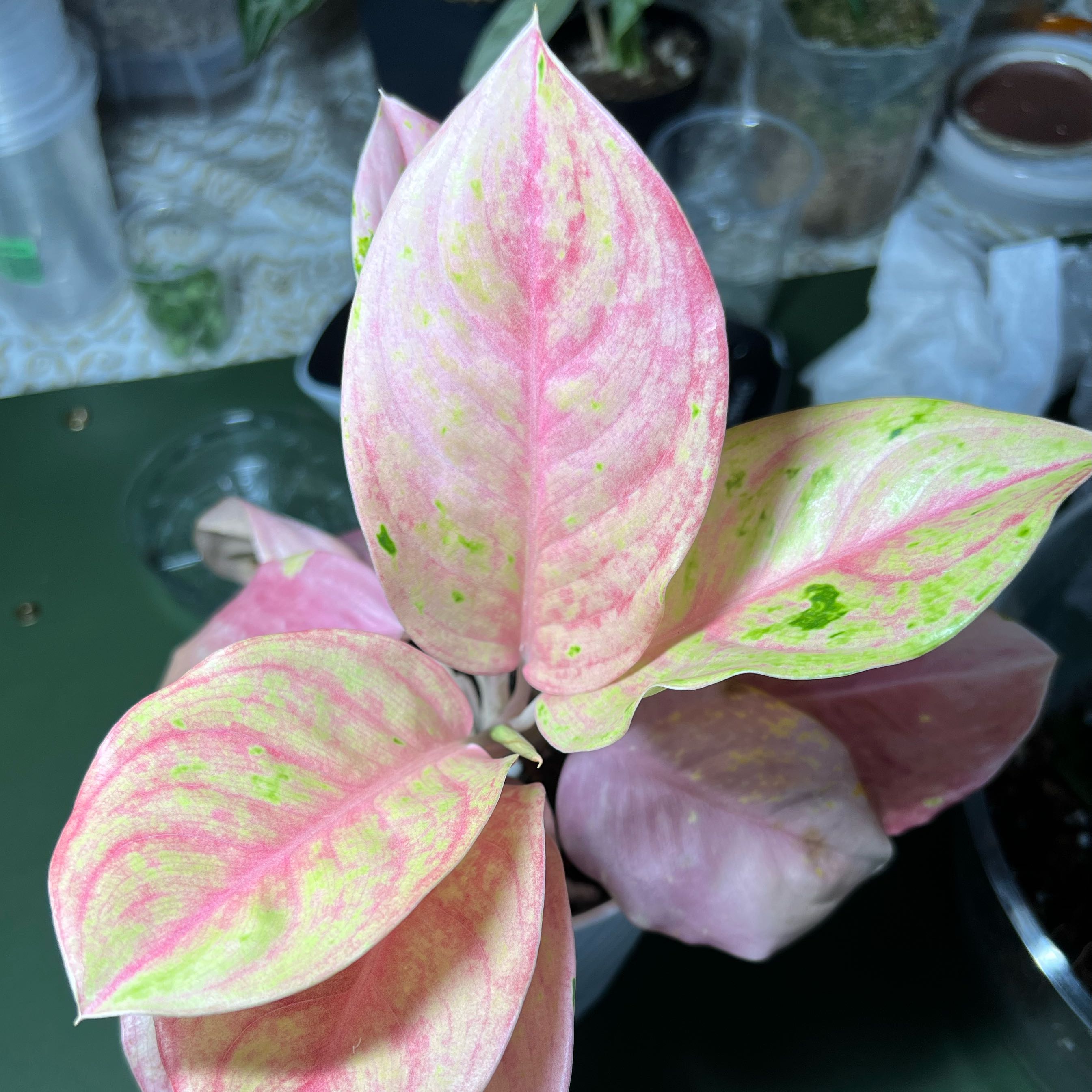 Photo of the plant species Aglaonema by @PlantHaus named Aglaonema ‘Pink Emerald’ on Greg, the plant care app