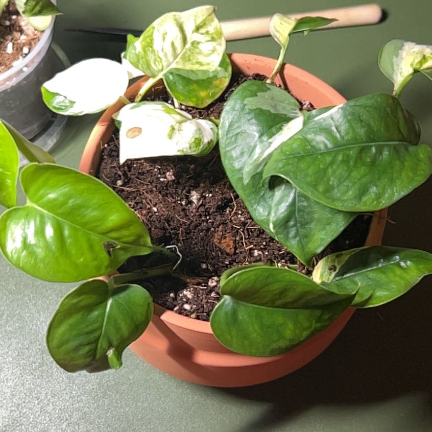 Photo of the plant species Japanese Global Pothos by @PlantHaus named Epipremnum Aureum ‘Japanese Global’ on Greg, the plant care app