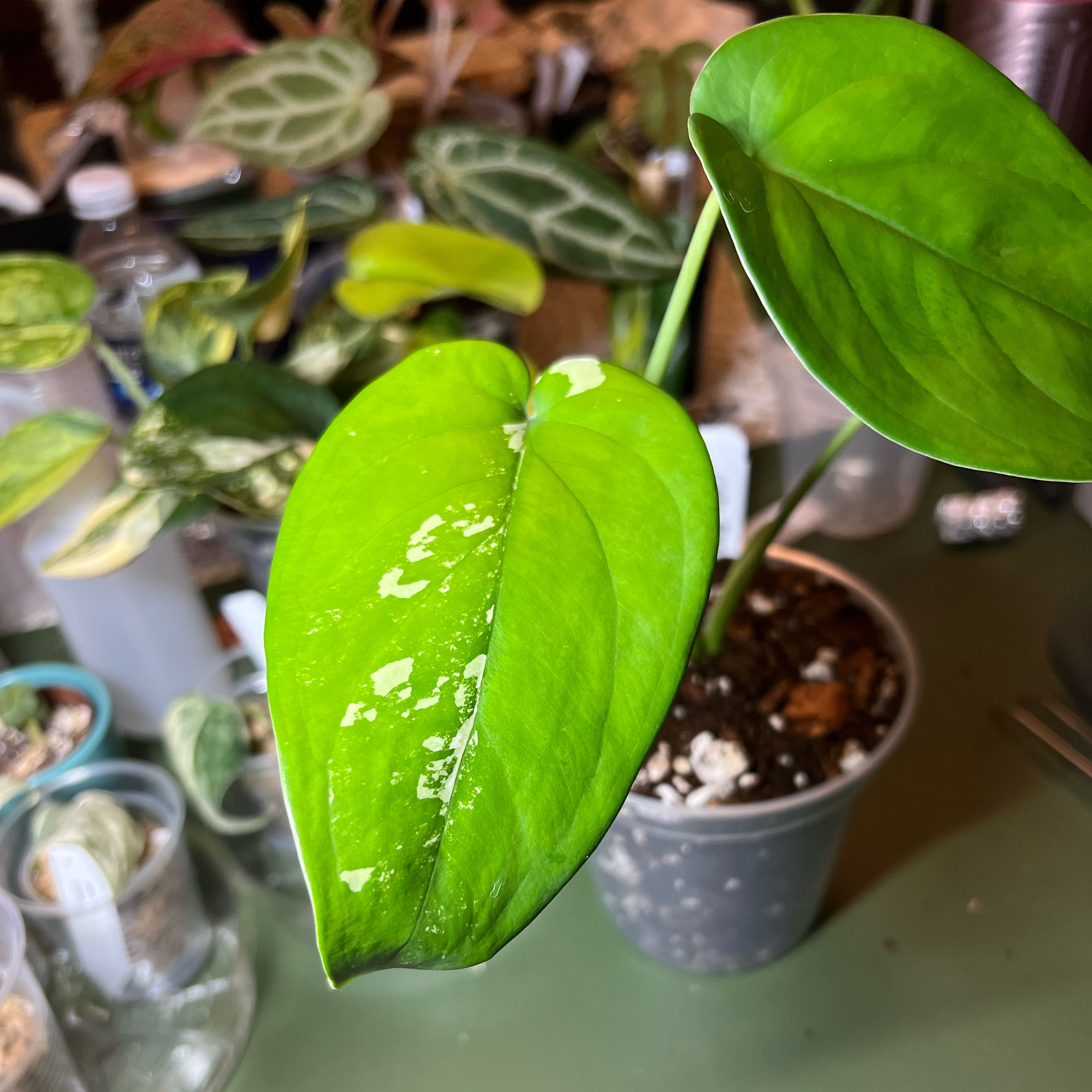 Photo of the plant species Variegated Chiapense by @PlantHaus named Oscar on Greg, the plant care app