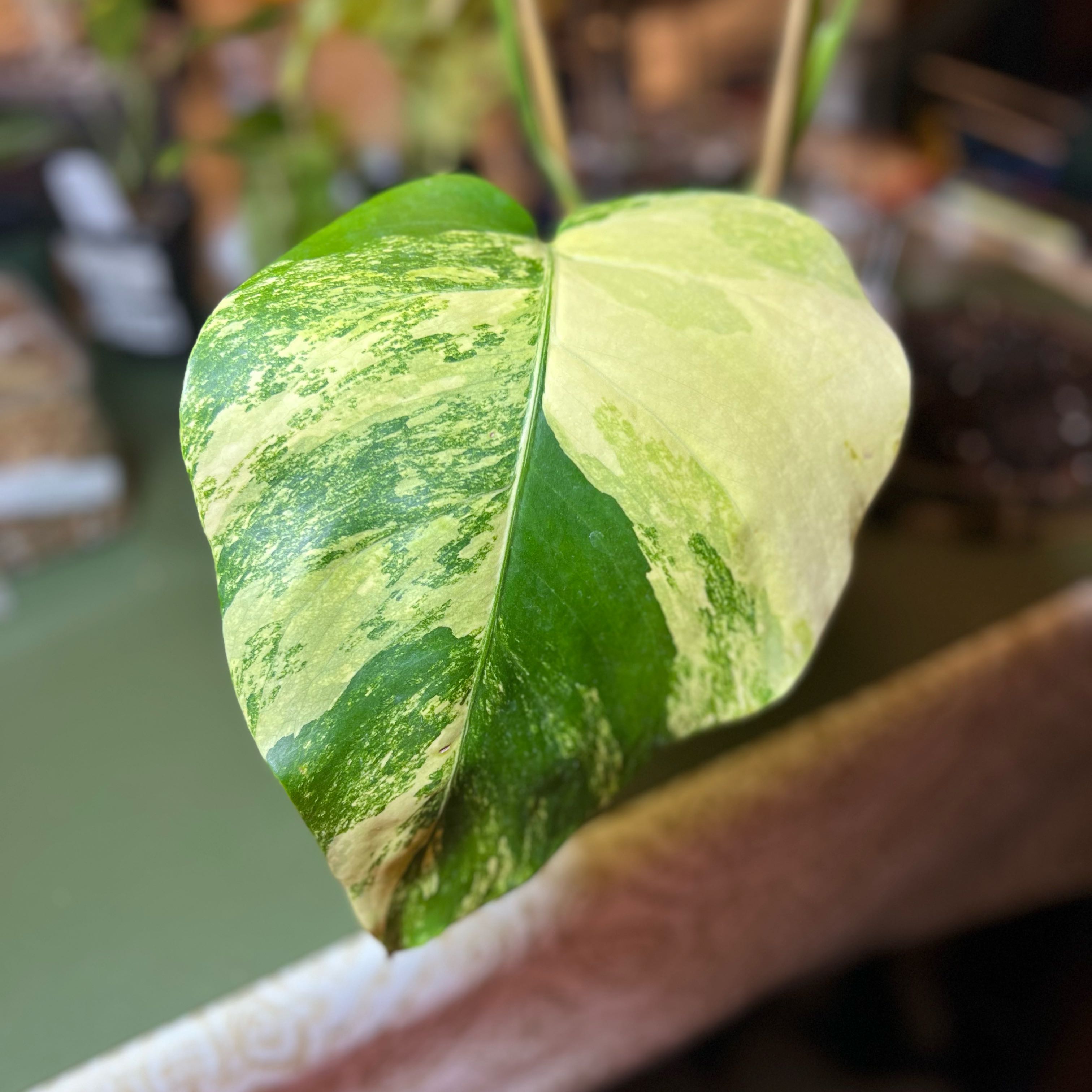 Photo of the plant species Monstera Borsigiana by @PlantHaus named Monstera Borsigiana Aurea on Greg, the plant care app