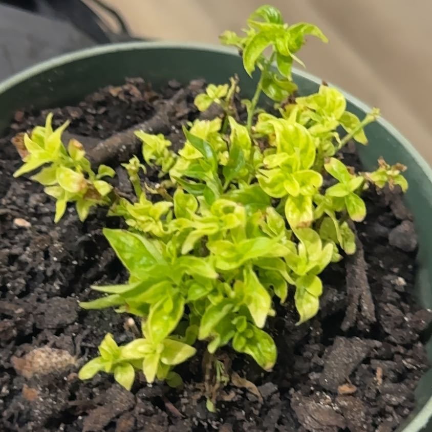 Photo of the plant species Tilo by @ZestKurrajong named Rihanna on Greg, the plant care app