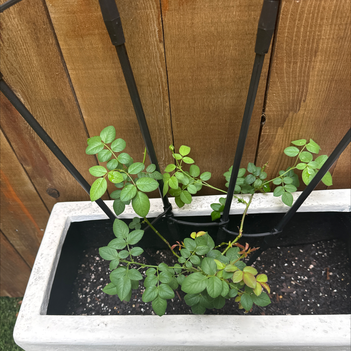 Photo of the plant species Eden Climbing Rose by @YummyCucamelon named Daphne on Greg, the plant care app