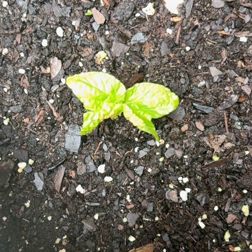Photo of the plant species Moonflower, moon vine, tropical white morning glory by @YummyCucamelon named Robert Plant on Greg, the plant care app