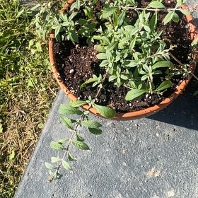 Photo of the plant species Butterfly Bush by @BuffHorseradish named Leaf Erickson on Greg, the plant care app